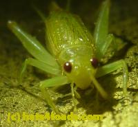 /home//u458753944/public_html/sourcegallery//Insects and small critters/grasshoppers and crickets (Orthoptera)/P1050833.JPG